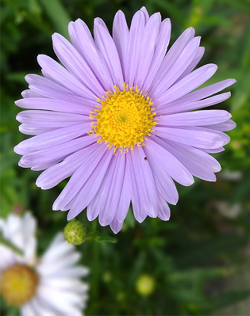 Aster alpinus `Happy End`